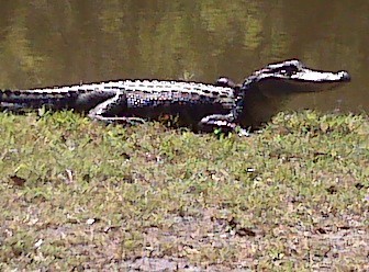 Louisiana Gator