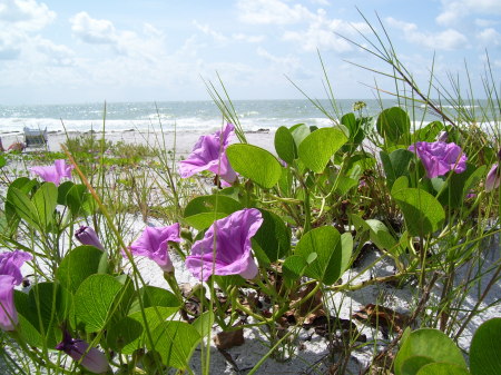 Morning Glories on Sanibel