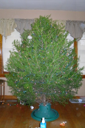 first real Christmas tree 011