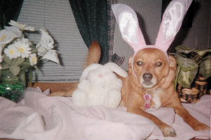 My dog Rustie says "Happy Easter"