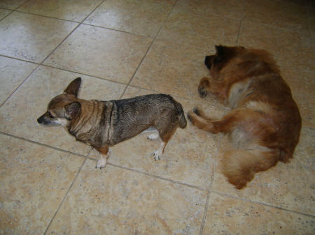 2 of my dogs