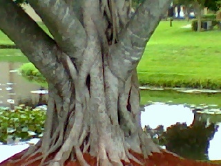 Huge Banyan Tree