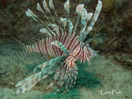 Lion Fish