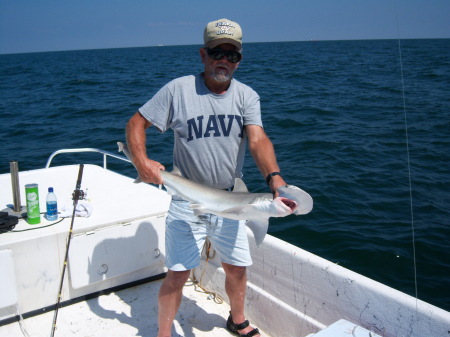 Scallop head shark