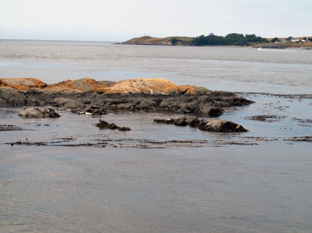 Harbour seals on Lopez Island