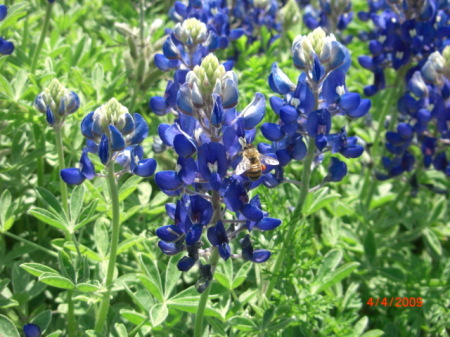 Blue Bonnets in the Spring