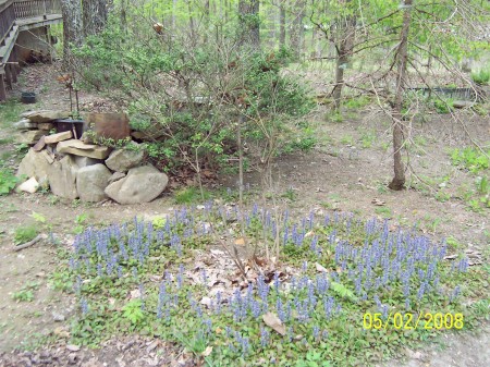 View From The Porch