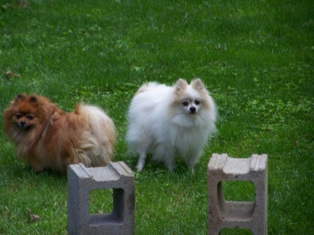 My pomeranians Haley and Chip