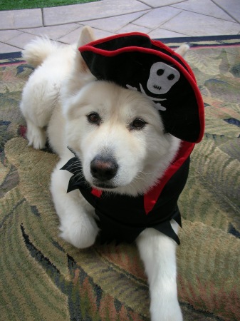 Pirate Bear