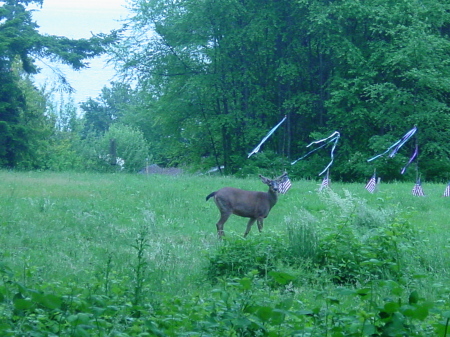 Deer in my back yard