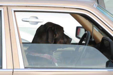 Gusty, My Co-Pilot