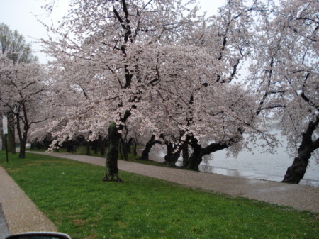 Tidal Basin Cherry Blossoms April 3 '09