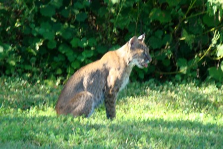 bobcat in backyard