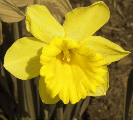 My only Daffodil that bloomed this year