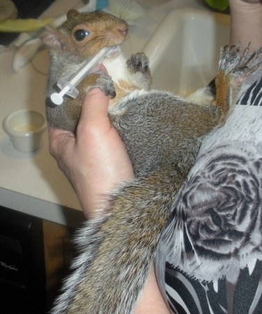 Ebony my pet squirrel