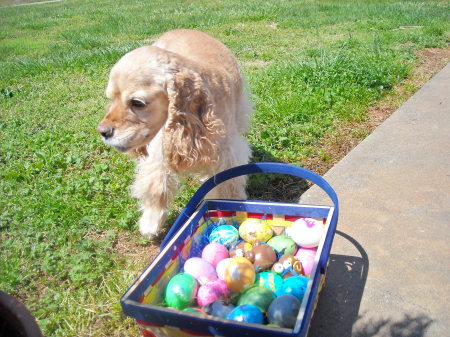 Brandy..my Cockerpoo...Easter 09