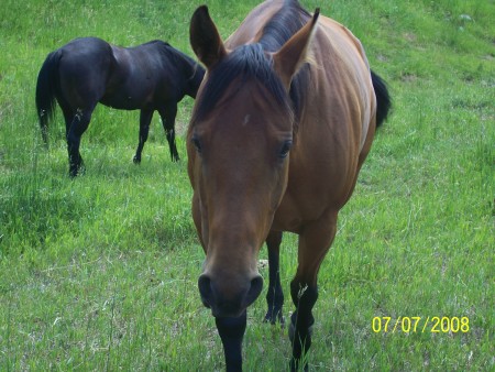 Suzanne's horse Tory