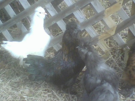 Silkies