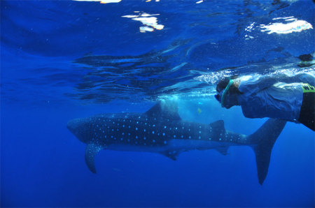 Whale Shark 2009