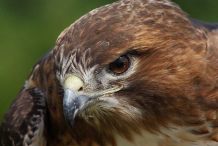 red tail hawk