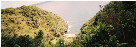 jungle hiking for wild ferns; delicious!