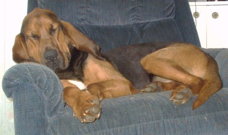 Beau in "his" chair.