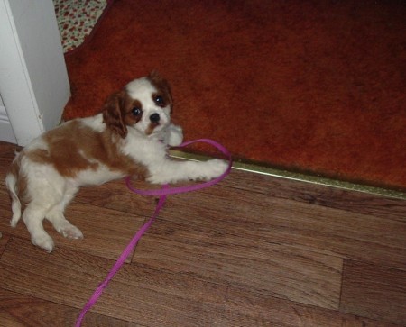 Missy Cavie (Cavalier spaniel)  Born 2-23-2016