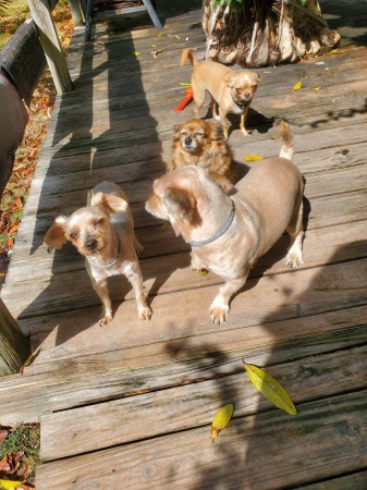 Our 4 furkids, Journey, Little girl,  Bambi, P