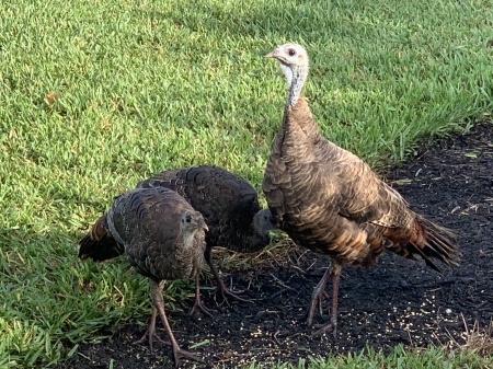 Florida wild turkeys