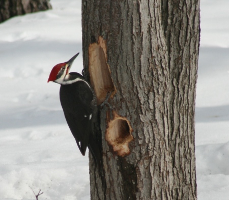 The Elusive Pileated Woodpecker