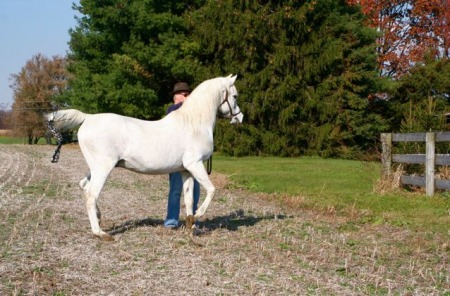 Arabian Stallion