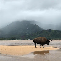 Buffalo surf