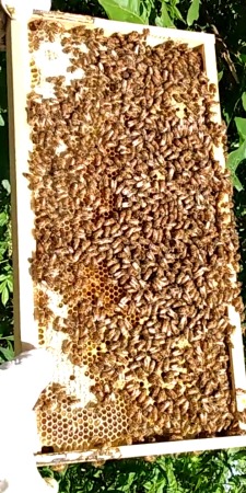 Jerome Bees