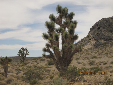 Joshua Tree