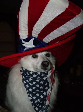 Patriotic doggies !