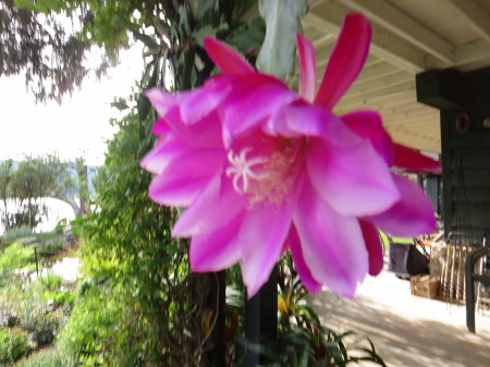  Epiphyllum flower