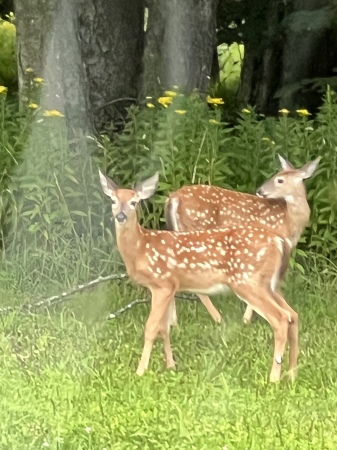 my backyard visitors