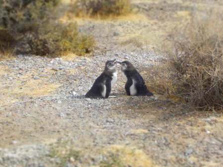 Punta Tombo, Argentina - Jan. 2020