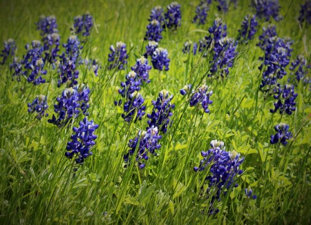 Forrest Osborne's album, IN SEARCH OF BLUE BONNETS 2016 AND STUFF