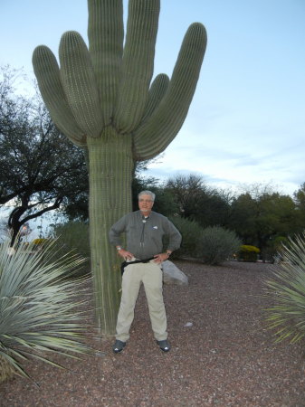 Saquaro cactus, Tucson, AZ