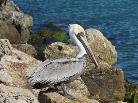 Pelican at the Jetty