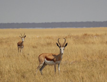 Springbok, Namibia
