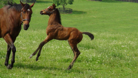 Kenneth Farrell's album, Horse paradise.