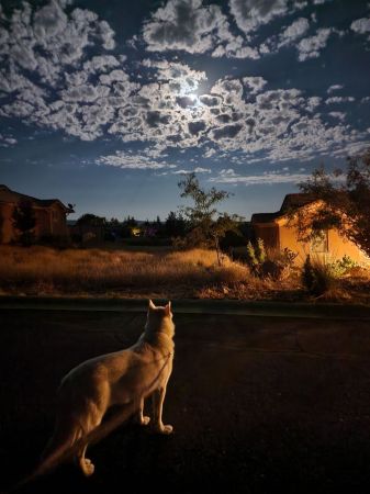 My dog Jupiter in the high desert