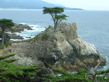 The Lone Cypress