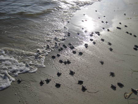 William Wargo's album, Alligator Point Sea Turtle Patrol 