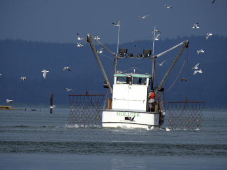 Oyster Dredge on Willapa Bay