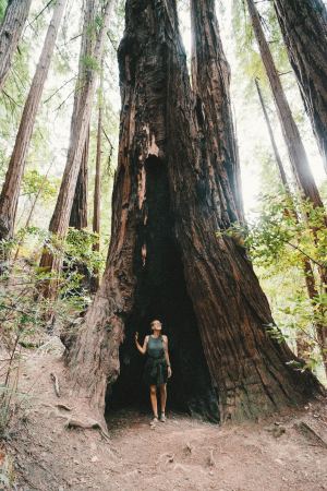 Redwood Tree Stump