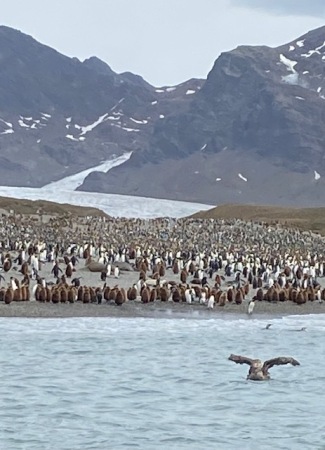 Two million penguins