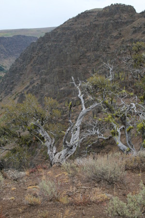 Verle Steele's album, Riden' The Steens